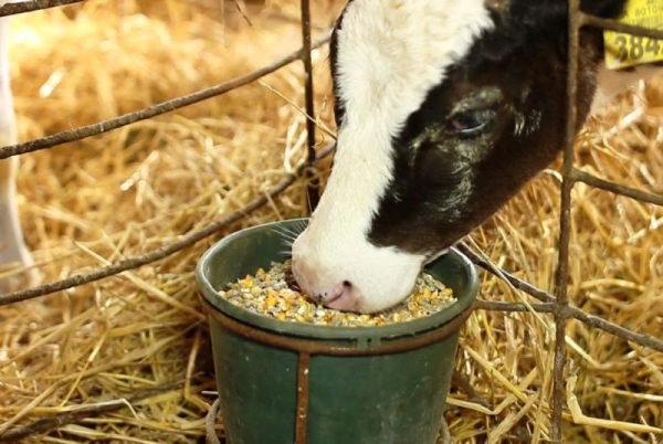 Чем кормить сельскохозяйственных животных?